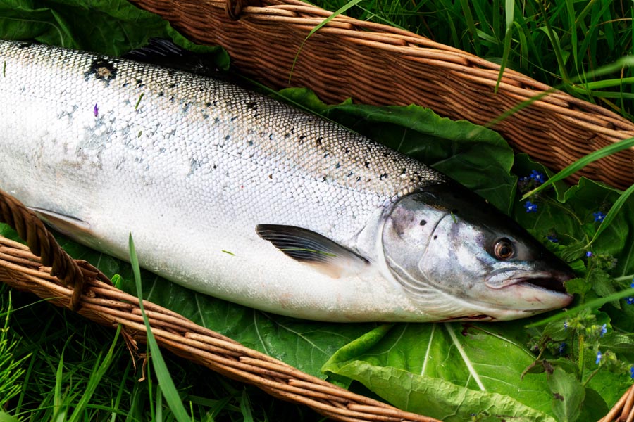 Foto gastronómica ©Fanjul