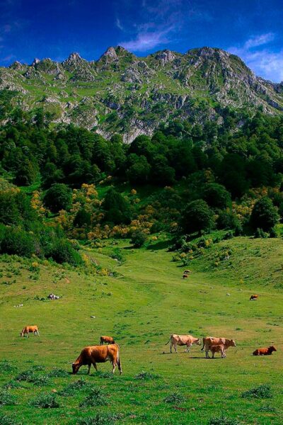 Asturias joaquin fanjul